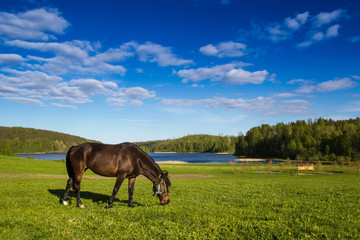 Black horse. A horse is grazing in a meadow. Summer day.