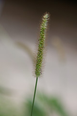 Obraz premium Grass Macro