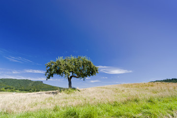 Naklejka premium Apfelbaum im Sommer
