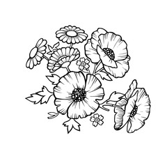 drawing flowers on a white background, isolated. Flower vector illustration, poppy.