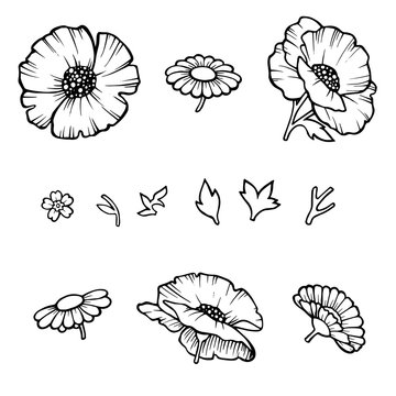 The poppy flower. Linear poppies isolated on white background, floral designer. Vector illustration.