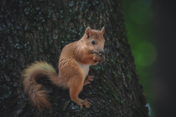 Squirrel 
