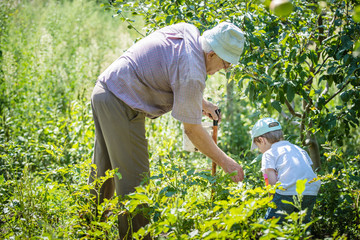 Grandfather and grandson collecting potato beetles