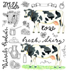 Design set with cow, dairy natural products, milk, lettering and decorations
