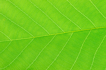 close up on green leaf texture background