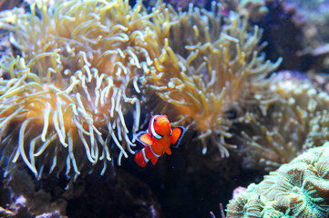Fototapeta na wymiar red clown fish in the coral reef
