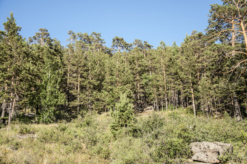 Fototapeta na wymiar Forest near Borovoe lake