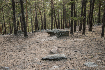 Forest near Borovoe lake