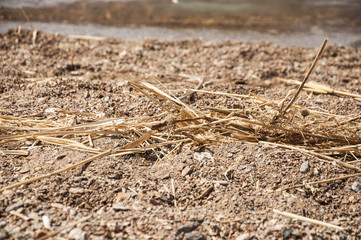 Dry grass