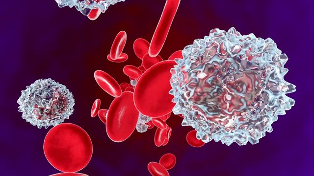 anatomically correct Erythrocytes and Monocyte cells flowing in the blood stream.
