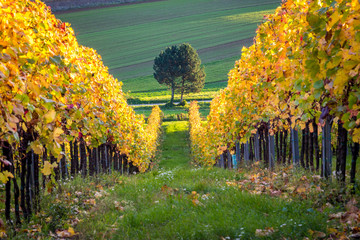 Fototapeta premium Vineyard near village Berg at sunset, Burgenland, Austria