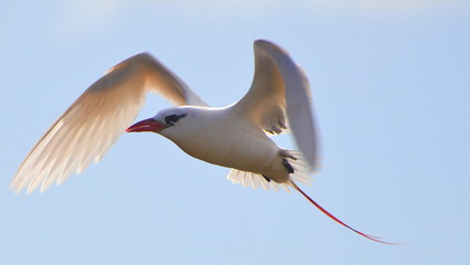 Red-tailed tropicbird, Phaethon rubricauda, Ave del trópico de cola roja, Seabird, Rano Raraku, Easter Island, Pacific Ocean, Rapa Nui nation, Chile