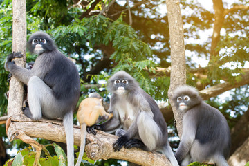 Lovely monkeys,cute Macaque glasses,funny monkey lives in a natural forest of Thailand