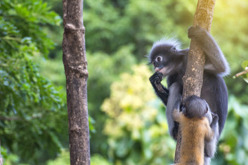 Lovely monkeys,cute Macaque glasses,funny monkey lives in a natural forest of Thailand