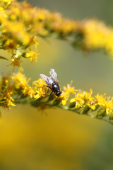 Naklejka premium mouche