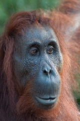 orangutan