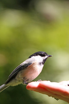m&eacute;sange &agrave; t&ecirc;te noire