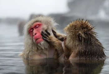 Papier Peint photo Lavable Singe Deux singes des neiges de la faune jouant dans l& 39 eau chaude on-sen eater à Jigokudani au Japon