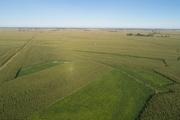 Obraz premium Aerial view of the maize and soybean field from drone