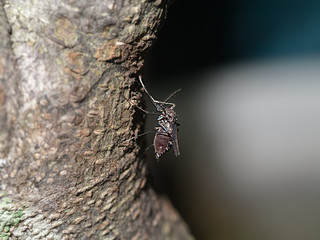 Mosquitoes lay their eggs were