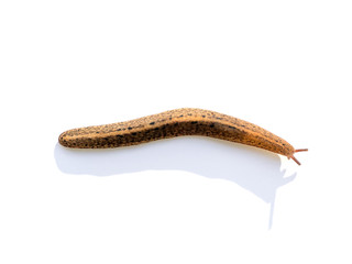slug on white background.