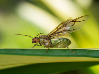 Close up macro of giant ant with wing on the leave.