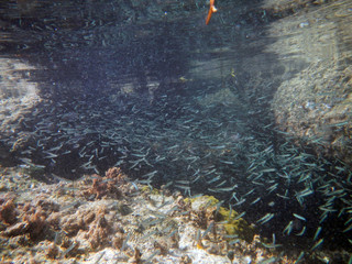Fototapeta na wymiar Fish and Underwater Life