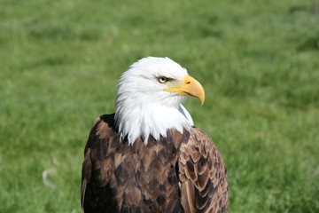 Eagle