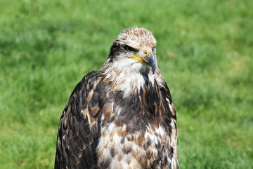 Hawk