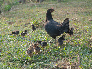 Free range hen and chics
