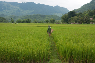 Fototapeta na wymiar walking through rice field