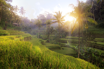 Tegalalang rice fields in Bali