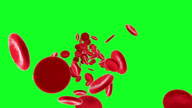 Flowing Erythrocyte aka Hemoglobin cells on a green screen background. 		
