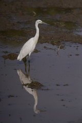 Bird looking for fish in the morning