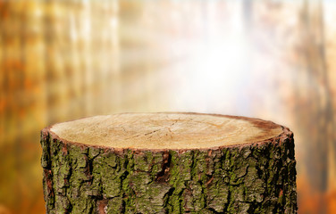 Tree trunk background