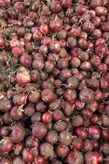 harvest red onion