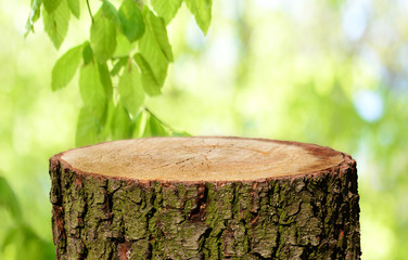 Naklejka premium Tree trunk background