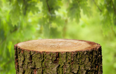 Tree trunk background