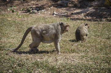Monkeys in Thailand. - 169489432