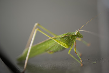 Katydid on a Dumpster