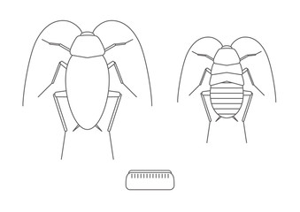 ゴキブリ　アイコン