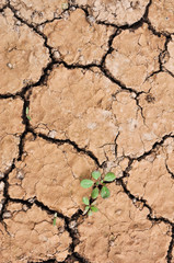 Dried cracked earth soil ground texture background