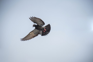 Flying pigeons