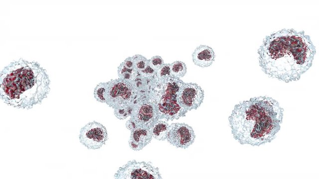Monocyte type Leukocyte cells flowing in the blood stream.
