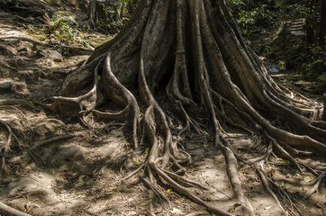 the roots of the old tree - 169490001