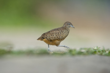 Barred Buttonquail walking across the road ,Beautiful bird