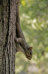 Gray Squirrel climbs down the trunk of a tree.