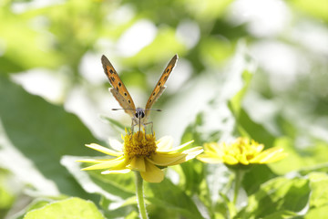 蜜を吸う　蛾