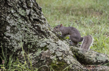 Gray scurries up the trunk of a tree.