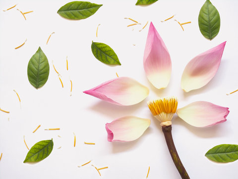 Fototapeta Top view of lotus petals with green leaves and yellow pollen on white background